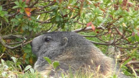 Lone-Marmot-Underneath-Branches-Turning-Around-To-Look