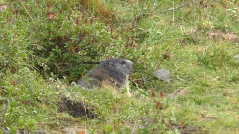View-Of-Marmot-Sitting-Outside-Burrow-Nest