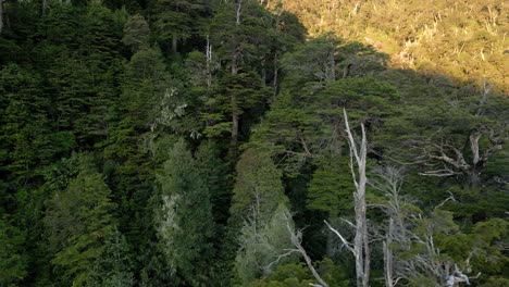 Bird's-eye-view-of-a-coigue-forest-in-southern-chile-with-the-sunset-illuminating-in-the-background---aerial-view