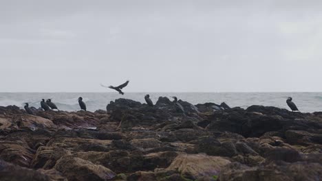 Cormorant-birds-standing-on-the-rocks-at-the-coast