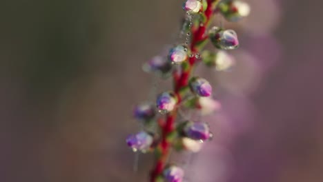 Macro-of-blooming-purple-Heather-plant-with-dewdrops-in-a-large-natural-field-of-heath