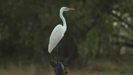 Wide-shot-of-a-great-egret-perched-on-a-branch-turning-its-head,-Khwai-Botswana
