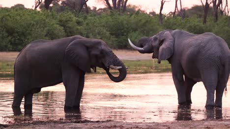 Wide-shot-of-two-African-elephant-bulls-standing-in-the-shallow-water-during-sunset-and-drinking,-Khwai-Botswana