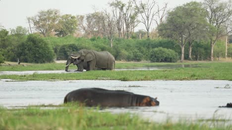 Wide-shot-of-two-hippopotamuses-in-the-water-while-two-African-elephant-bulls-walking-through-the-river-in-the-background,-Khwai-Botswana
