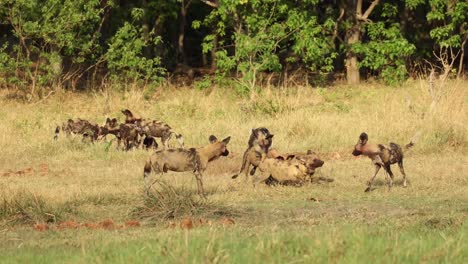 Wide-shot-of-a-pack-of-African-wild-dogs-and-their-puppies-playing-after-a-kill,-Khwai-Botswana
