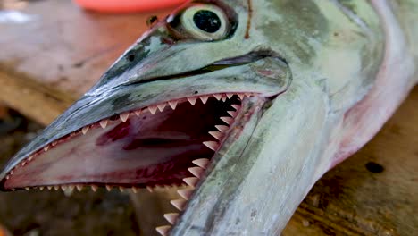 Closeup-of-large-open-mouth-and-very-sharp-teeth-of-freshly-caught-Spanish-Mackerel-sea-fish-in-the-tropics