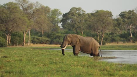 Wide-shot-of-an-African-elephant-feeding-in-the-river-while-another-one-walks-into-the-frame,-Khwai-Botswana