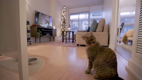 Cat-with-collar-watches-waits-for-female-owner-to-walk-by-during-Christmas-Season-Modern-Condo-Interior