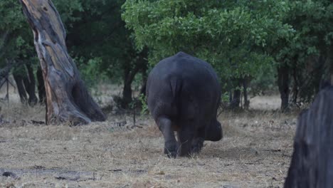 Wide-shot-of-a-hippopotamus-walking-away-into-the-bushes,-Khwai-Botswana