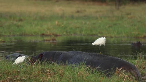 Wide-shot-of-little-egrets-sitting-on-the-back-of-a-hippopotamus,-Khwai-Botswana