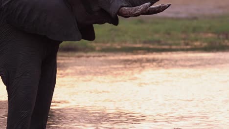 Mittlerer-Schuss-Eines-Afrikanischen-Elefanten,-Der-Seinen-Rüssel-Hebt,-Während-Er-Im-Wasser-Steht,-Khwai-Botswana