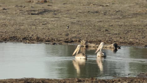 Wide-shot-of-pelicans-swimming-in-a-waterhole,-Khwai-Botswana