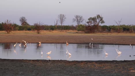 Extreme-wide-shot-of-different-birds-sharing-a-waterhole,-Khwai-Botswana