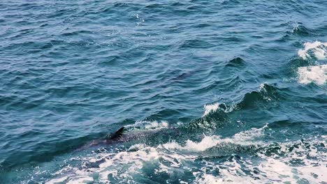 Un-Grupo-De-Delfines-Juguetones-Nadando-Cerca---Plano-Medio