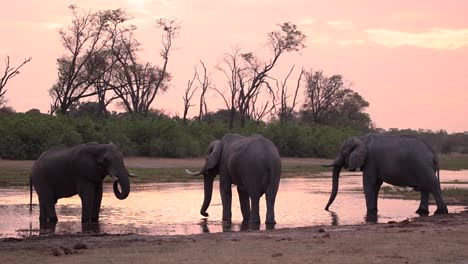 Extreme-wide-shot-of-three-African-elephant-bulls-standing-at-a-waterhole-drinking-at-dusk,-Khwai-Botswana