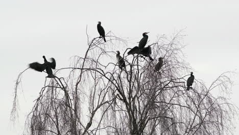 Un-Grupo-De-Pájaros-Cormoranes-Negros-Azabache-Suben-A-La-Cima-De-Un-Sauce-Sin-Hojas-Cerca-Del-Agua-En-Worcestershire,-Inglaterra