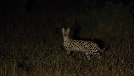 Panning-shot-of-a-serval-walking-through-the-night,-Khwai-Botswana