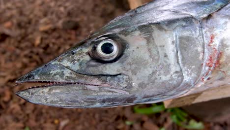 Closeup-of-a-large-silver-freshly-caught-Spanish-Mackerel-fish,-head,-eye-and-mouth-of-predatory-tropical-sea-fish