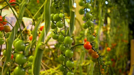 Reihen-Von-Kirschtomaten,-Die-Auf-Gewächshausfarmen-Wachsen,-Grüne-Und-Rote-Tomaten