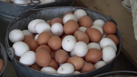 Fresh-eggs-sit-in-a-basket-before-being-cleaned-and-processed-for-sale