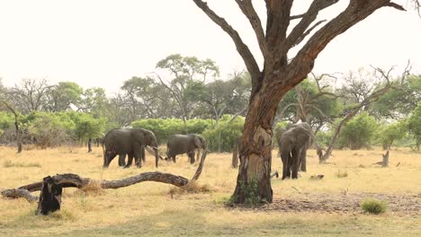 Breiter-Schuss-Einer-Herde-Afrikanischer-Elefanten,-Die-Sich-Von-Den-Trockenen-Ebenen-Von-Khwai-Botswana-Ernähren