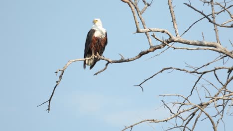 Wide-shot-of-an-African-fish-eagle-perched-in-a-tree-with-blue-sky-in-the-background,-Khwai-Botswana