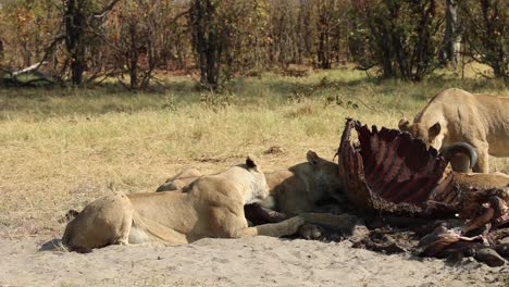 Wide-shot-of-lions-feeding-on-a-Buffalo-carcass-in-Khwai,-Botswana