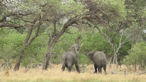 Extreme-wide-shot-of-two-elephants-reaching-up-with-the-trunk-into-the-tree,-Khwai-Botswana