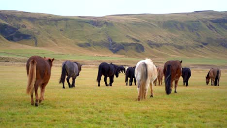 Icelandic-horses-Herding-on-lush-grass-meadow,-Waterfall-mountain-background