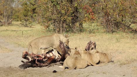 Wide-shot-of-a-lion-pride-feeding-on-a-buffalo-carcass,-Khwai-Botswana