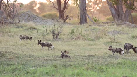 Extreme-Weite-Aufnahme-Von-Afrikanischen-Wildhunden,-Die-Mit-Den-Überresten-Einer-Tötung-Spielen,-Khwai-Botswana