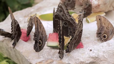 Blue-Butterflies-Sitting-on-a-Piece-of-Watermelon-and-Opening-their-Wings