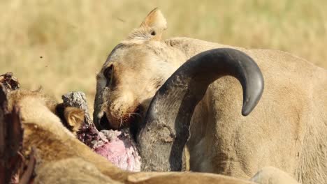 Mittlere-Nahaufnahme-Einer-Löwin,-Die-Sich-Von-Einem-Büffelkopf-Ernährt,-Khwai,-Botswana