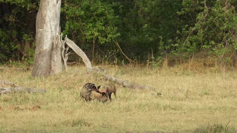 Wide-shot-of-a-pack-of-wild-dogs-playing-with-the-leftovers-of-a-kill,-Khwai-Botswana