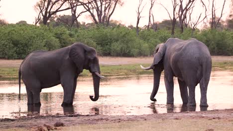 Breite-Aufnahme-Von-Zwei-Afrikanischen-Elefantenbullen,-Die-Während-Der-Abenddämmerung-In-Einem-Seichten-Wasser-Stehen