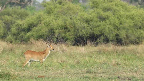 Wide-shot-of-a-lechwe-male-standing-in-the-green-landscape-of-Khwai-Botswana-tunring-its-head-towards-the-camera