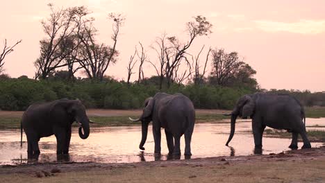 Extreme-wide-shot-of-three-African-elephant-bulls-standing-at-a-waterhole-drinking-during-sunset,-Khwai-Botswana