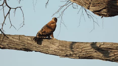 Wide-shot-of-a-Tawny-eagle-perched-in-a-tree,-Khwai-Botswana