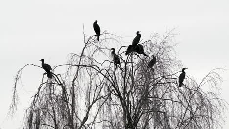 Un-Grupo-De-Pájaros-Cormoranes-Negros-Azabache-Suben-A-La-Cima-De-Un-Sauce-Sin-Hojas-Cerca-Del-Agua-En-Worcestershire,-Inglaterra