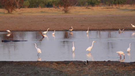 Extreme-wide-shot-of-a-waterhole-with-birds-fishing-in-Khwai-Botswana