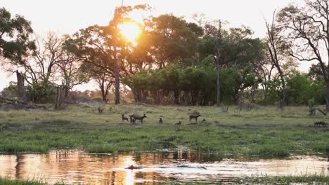 Extreme-wide-shot-of-a-pack-of-wild-dogs-resting-on-the-other-side-of-a-waterhole-while-a-hippo-swims-past-in-the-foreground,-Khwai-Botswana