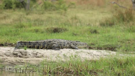 wide-shot-of-a-Nile-crocodile-laying-on-the-sand-bank,-Khwai-Botswana