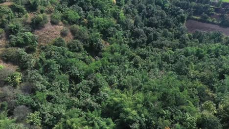 Antena:-Plantación-Forestal-Sostenible-En-Un-Valle-Con-Lagos-Artificiales-Para-Regar-Las-Plantas-En-India