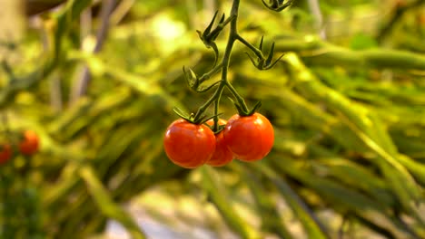 Tomates-Cherry-Maduros-Frescos-Y-Rojos-En-La-Granja-De-Invernadero,-De-Cerca