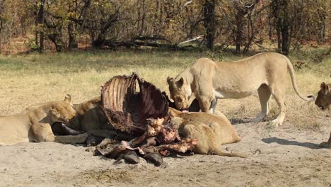 Wide-shot-of-a-pride-of-lions-feeding-on-the-leftovers-of-a-buffalo-carcass,-Khwai-Botswana
