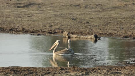 Wide-shot-of-two-pelicans-swimming-in-the-waterhole,-Khwai-Botswana