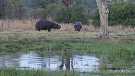 Weite-Aufnahme-Von-Zwei-Flusspferden,-Die-Außerhalb-Des-Wassers-Interagieren,-Khwai-Botswana