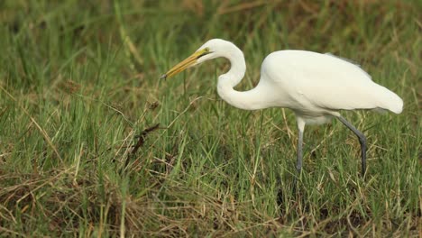 Wide-shot-of-a-great-egret-catching-fish,-Khwai-Botswana