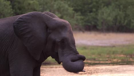 Mittlere-Nahaufnahme-Eines-Afrikanischen-Elefantenbullen,-Der-Seinen-Rüssel-Aufrollt,-Khwai-Botswana
