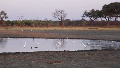 Extreme-wide-shot-of-different-birds-fishing-at-a-waterhole-in-Khwai-Botswana